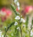 Enzianblättriger Ehrenpreis - Veronica gentianoides