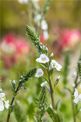 Enzianblättriger Ehrenpreis - Veronica gentianoides