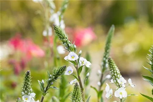 Enzianblättriger Ehrenpreis - Veronica gentianoides