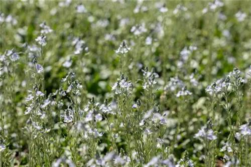 Enzianblättriger Ehrenpreis - Veronica gentianoides