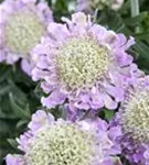 Garten-Tauben-Skabiose - Scabiosa columbaria 'Pink Mist'