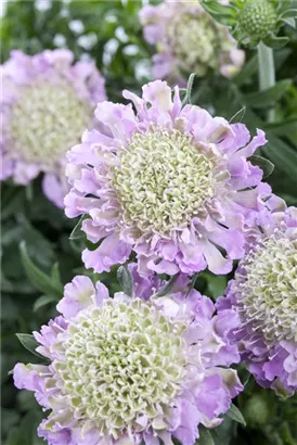 Garten-Tauben-Skabiose - Scabiosa columbaria 'Pink Mist'