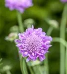 Garten-Tauben-Skabiose - Scabiosa columbaria 'Pink Mist'