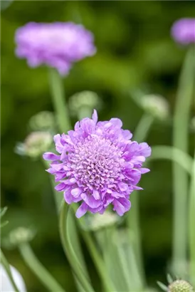 Garten-Tauben-Skabiose - Scabiosa columbaria 'Pink Mist'