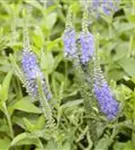 Langblättriger Garten-Ehrenpreis - Veronica longifolia 'Blauriesin'