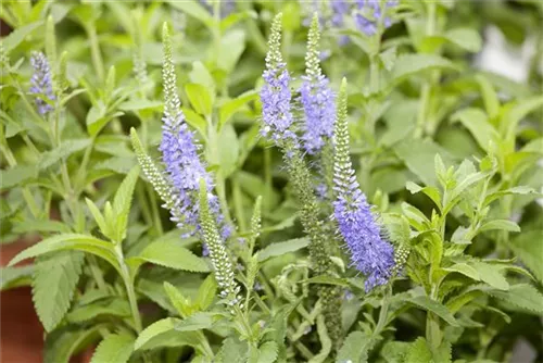 Langblättriger Garten-Ehrenpreis - Veronica longifolia 'Blauriesin'