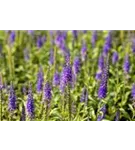 Garten-Teppich-Ehrenpreis - Veronica spicata 'Nana Blauteppich', gen.