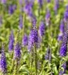 Langblättriger Garten-Ehrenpreis - Veronica longifolia 'Blauriesin'