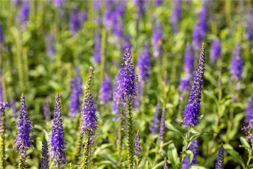 Garten-Teppich-Ehrenpreis - Veronica spicata 'Nana Blauteppich', gen.