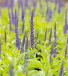 Langblättriger Garten-Ehrenpreis - Veronica longifolia 'Blauriesin'