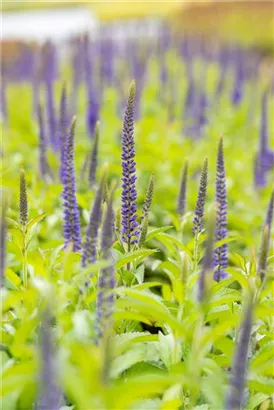 Langblättriger Garten-Ehrenpreis - Veronica longifolia 'Blauriesin'