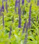 Langblättriger Garten-Ehrenpreis - Veronica longifolia 'Blauriesin'