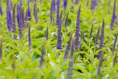 Langblättriger Garten-Ehrenpreis - Veronica longifolia 'Blauriesin'