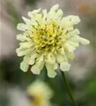 Gelbblühendes Krätzkraut - Scabiosa ochroleuca