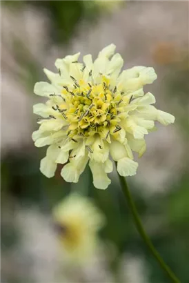 Gelbblühendes Krätzkraut - Scabiosa ochroleuca