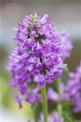 Dichtblütiger Garten-Ziest - Stachys monnieri 'Hummelo'