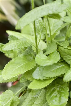 Dichtblütiger Garten-Ziest - Stachys monnieri 'Hummelo'