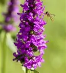 Dichtblütiger Garten-Ziest - Stachys monnieri 'Hummelo'