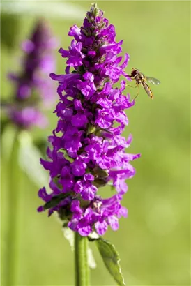 Dichtblütiger Garten-Ziest - Stachys monnieri 'Hummelo'