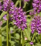 Dichtblütiger Garten-Ziest - Stachys monnieri 'Hummelo'