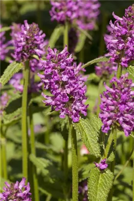 Dichtblütiger Garten-Ziest - Stachys monnieri 'Hummelo'