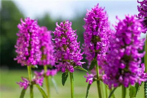 Dichtblütiger Garten-Ziest - Stachys monnieri 'Hummelo'