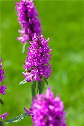 Dichtblütiger Garten-Ziest - Stachys monnieri 'Hummelo'