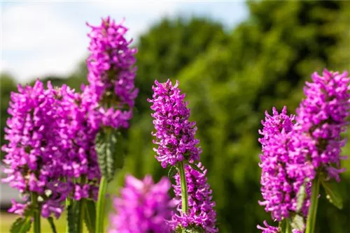 Dichtblütiger Garten-Ziest - Stachys monnieri 'Hummelo'