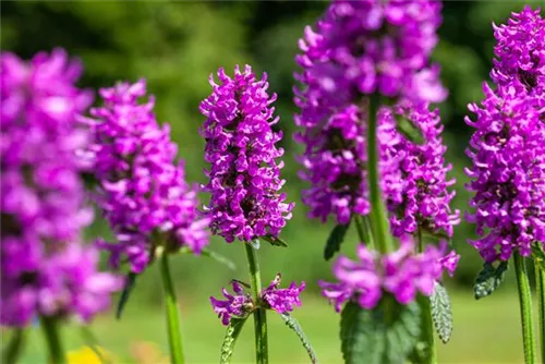 Dichtblütiger Garten-Ziest - Stachys monnieri 'Hummelo'