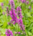 Dichtblütiger Garten-Ziest - Stachys monnieri 'Hummelo'