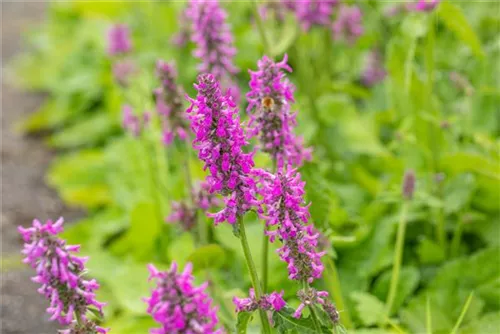 Dichtblütiger Garten-Ziest - Stachys monnieri 'Hummelo'