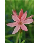 Spaltgriffel - Schizostylis coccinea