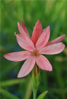 Spaltgriffel - Schizostylis coccinea