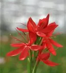 Spaltgriffel - Schizostylis coccinea