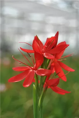 Spaltgriffel - Schizostylis coccinea