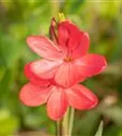 Spaltgriffel - Schizostylis coccinea