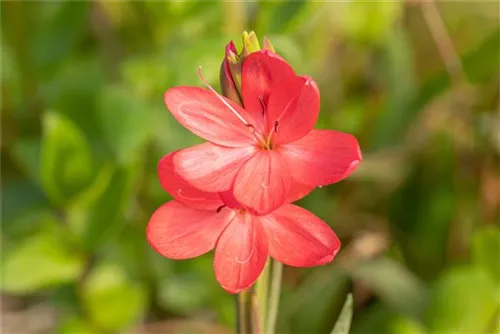 Spaltgriffel - Schizostylis coccinea