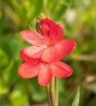 Spaltgriffel - Schizostylis coccinea