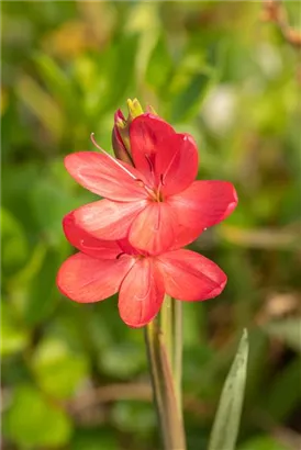 Spaltgriffel - Schizostylis coccinea