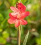 Spaltgriffel - Schizostylis coccinea