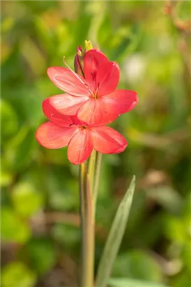 Spaltgriffel - Schizostylis coccinea