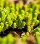 Scharfer Mauerpfeffer - Sedum acre