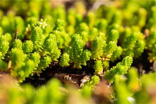 Scharfer Mauerpfeffer - Sedum acre