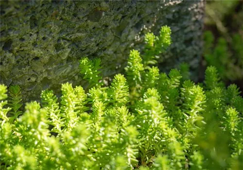 Scharfer Mauerpfeffer - Sedum acre