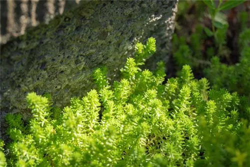 Scharfer Mauerpfeffer - Sedum acre