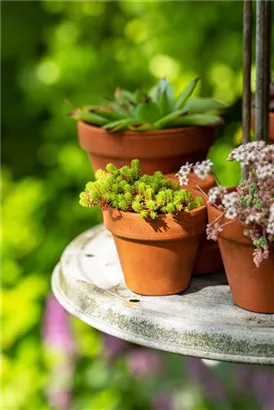 Scharfer Mauerpfeffer - Sedum acre