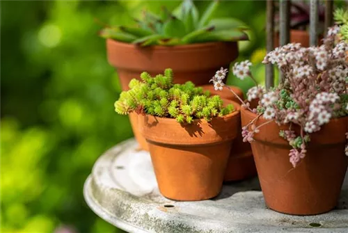 Scharfer Mauerpfeffer - Sedum acre