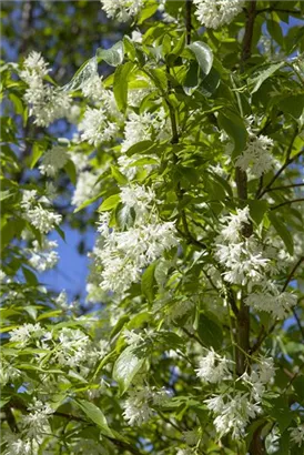 Kolchische Pimpernuss - Staphylea colchica