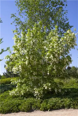 Kolchische Pimpernuss - Staphylea colchica