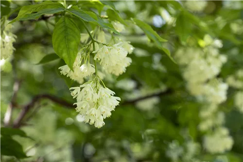 Kolchische Pimpernuss - Staphylea colchica